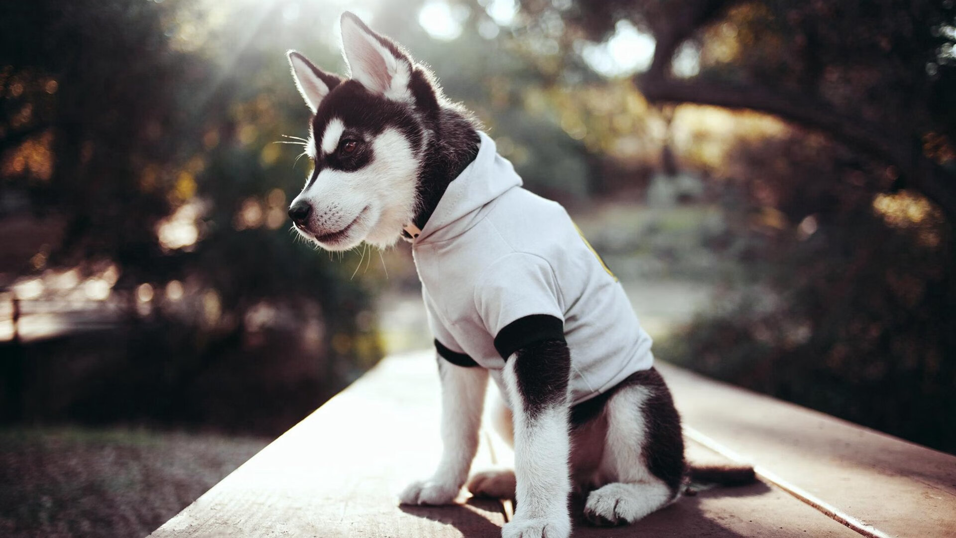 开云体育APP下载-欧冠淘汰赛之夜，莱万用实力证明自己